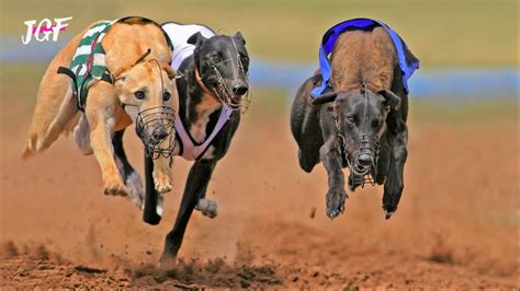 yesterday dog results|Yesterday's Greyhound Racing Results .